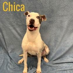 Enlarge Chica, a Adoptable mixed breed in Pleasantville, NJ image 1/1