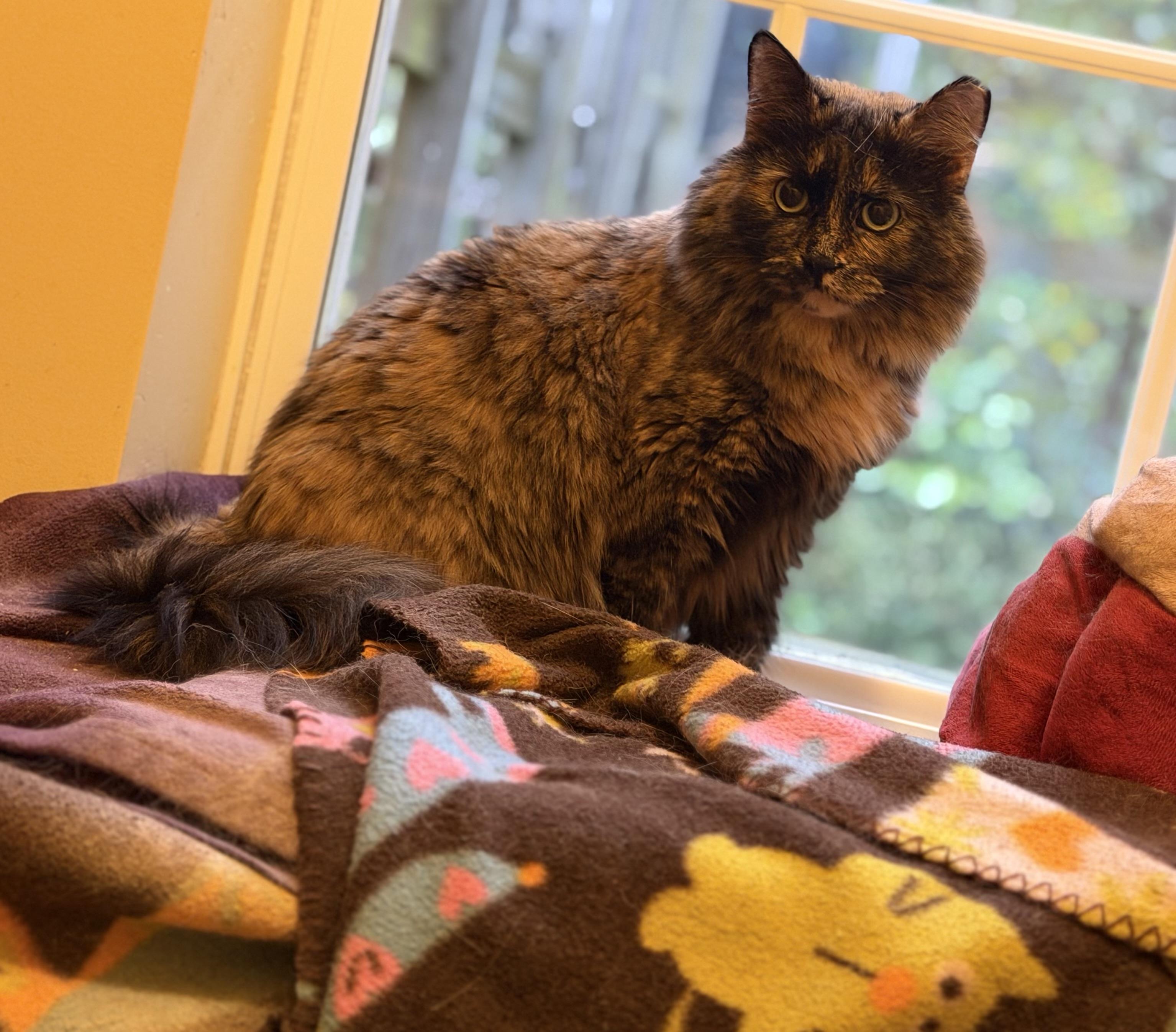 Enlarge Daisy, a Adoptable mixed breed in Plain City, OH image 3/6