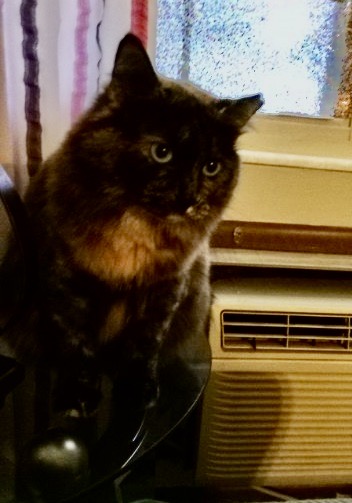 Daisy, an adoptable mixed breed in Plain City, OH image 3/5