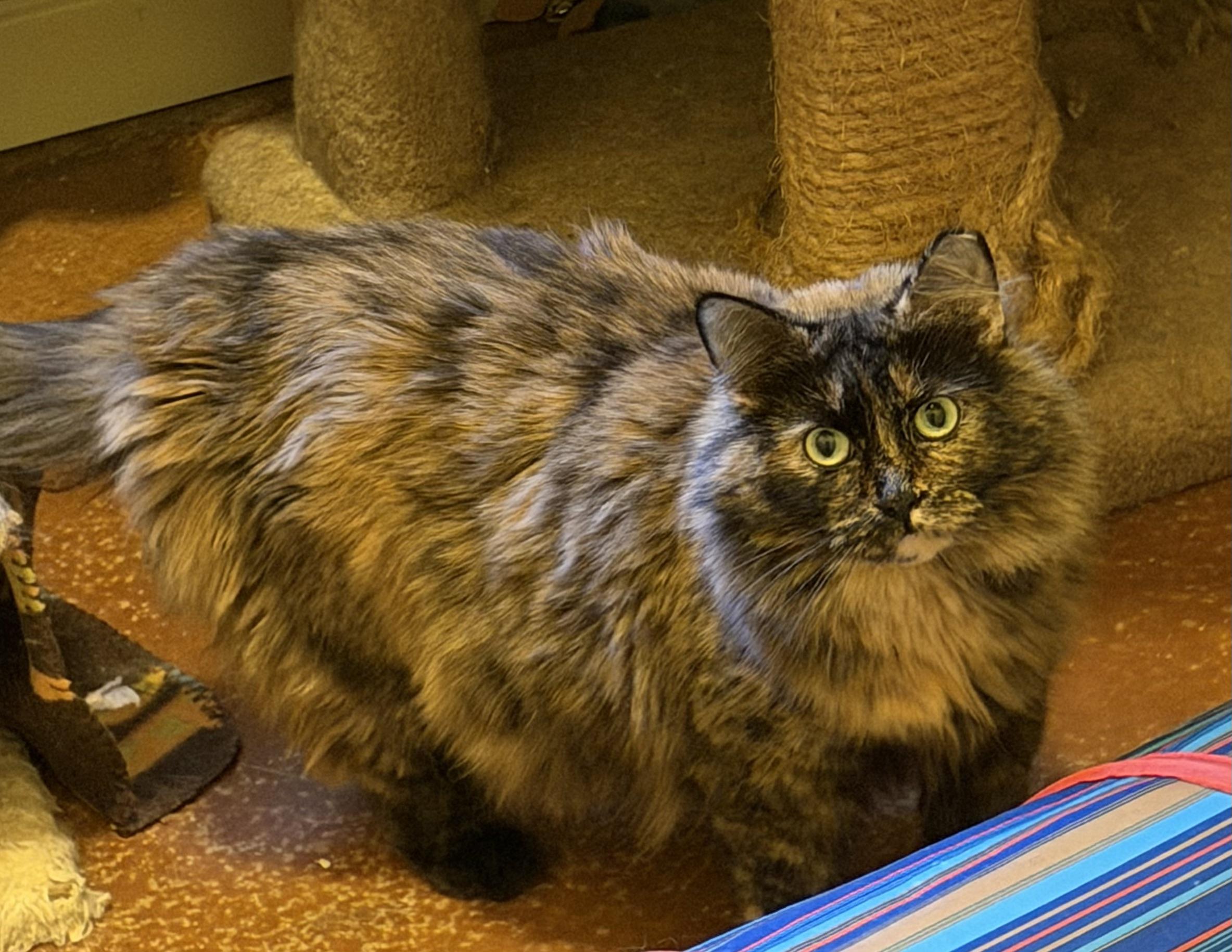 Enlarge Daisy, a Adoptable mixed breed in Plain City, OH image 6/6