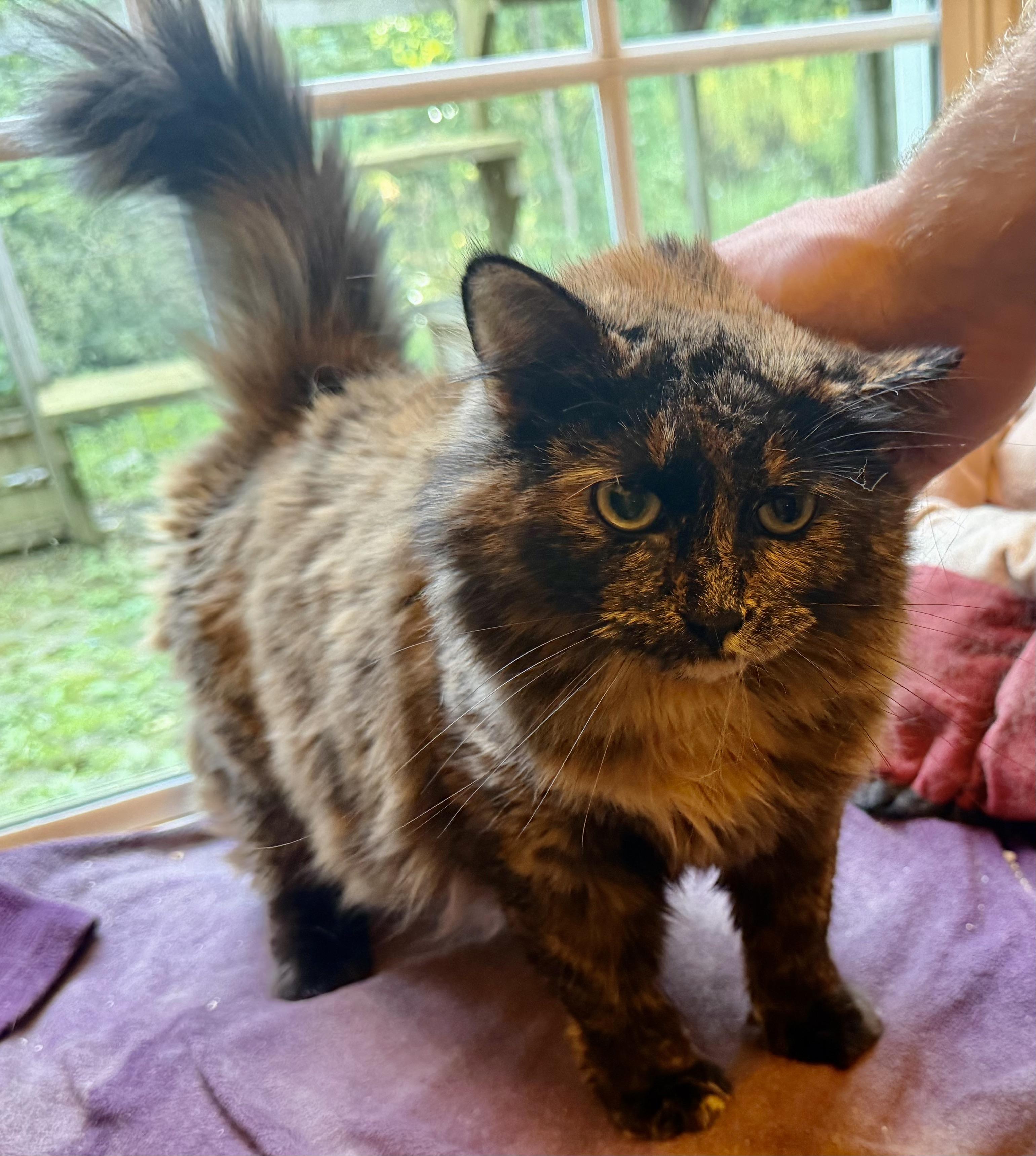 Enlarge Daisy, a Adoptable mixed breed in Plain City, OH image 5/6
