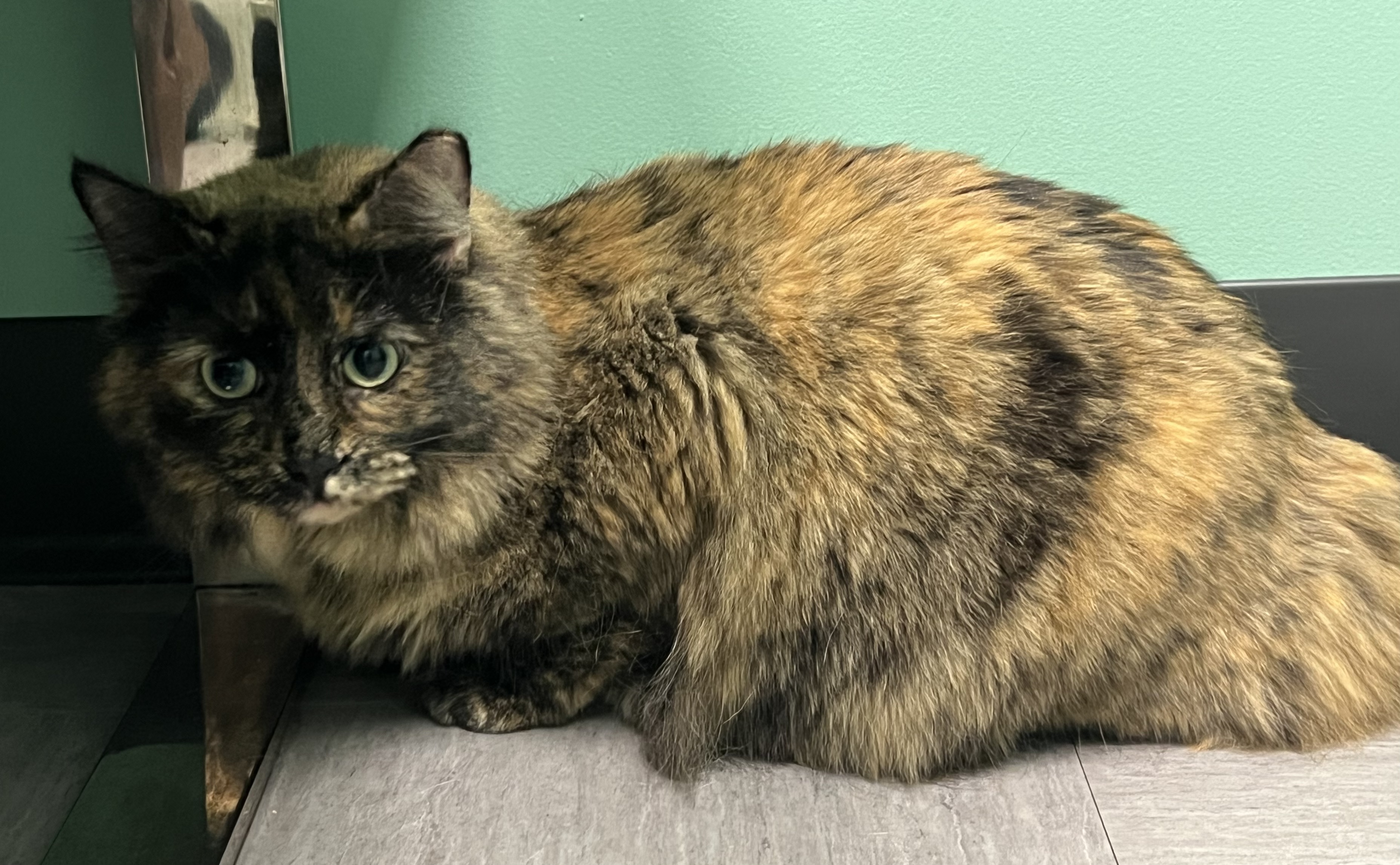 Daisy, an adoptable mixed breed in Plain City, OH image 1/5