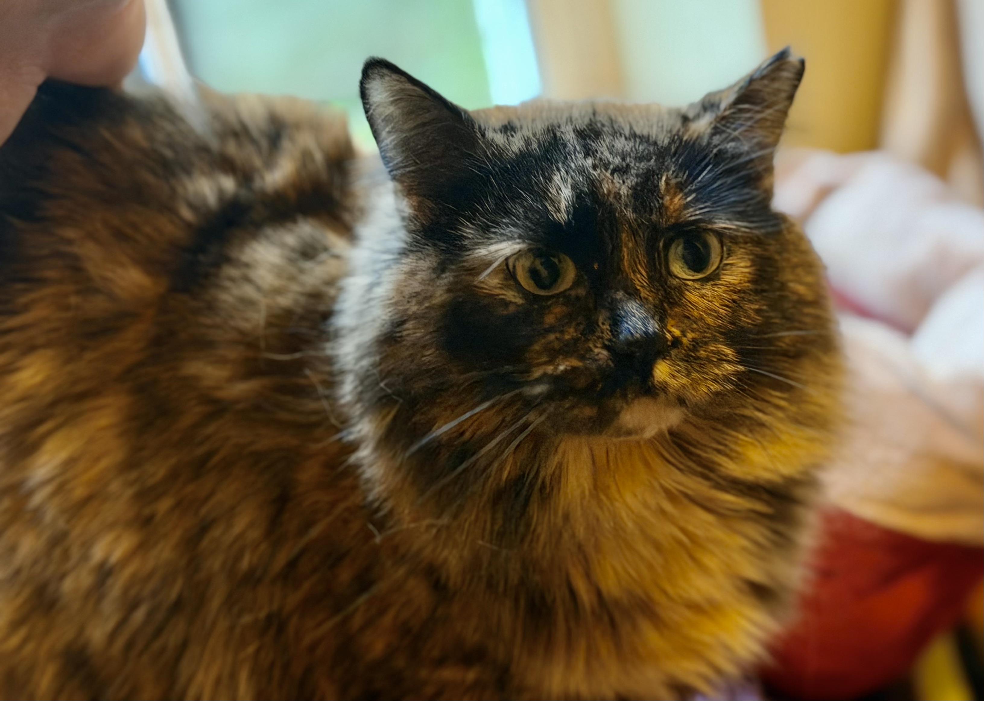 Daisy, Adoptable, Young Female Tortoiseshell & Domestic Long Hair.