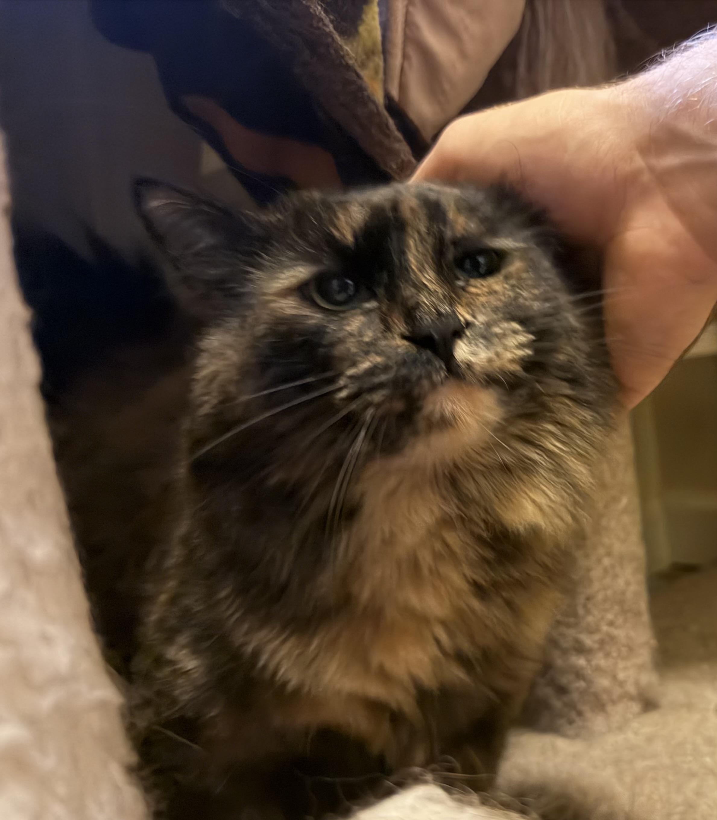Enlarge Daisy, a Adoptable mixed breed in Plain City, OH image 4/6
