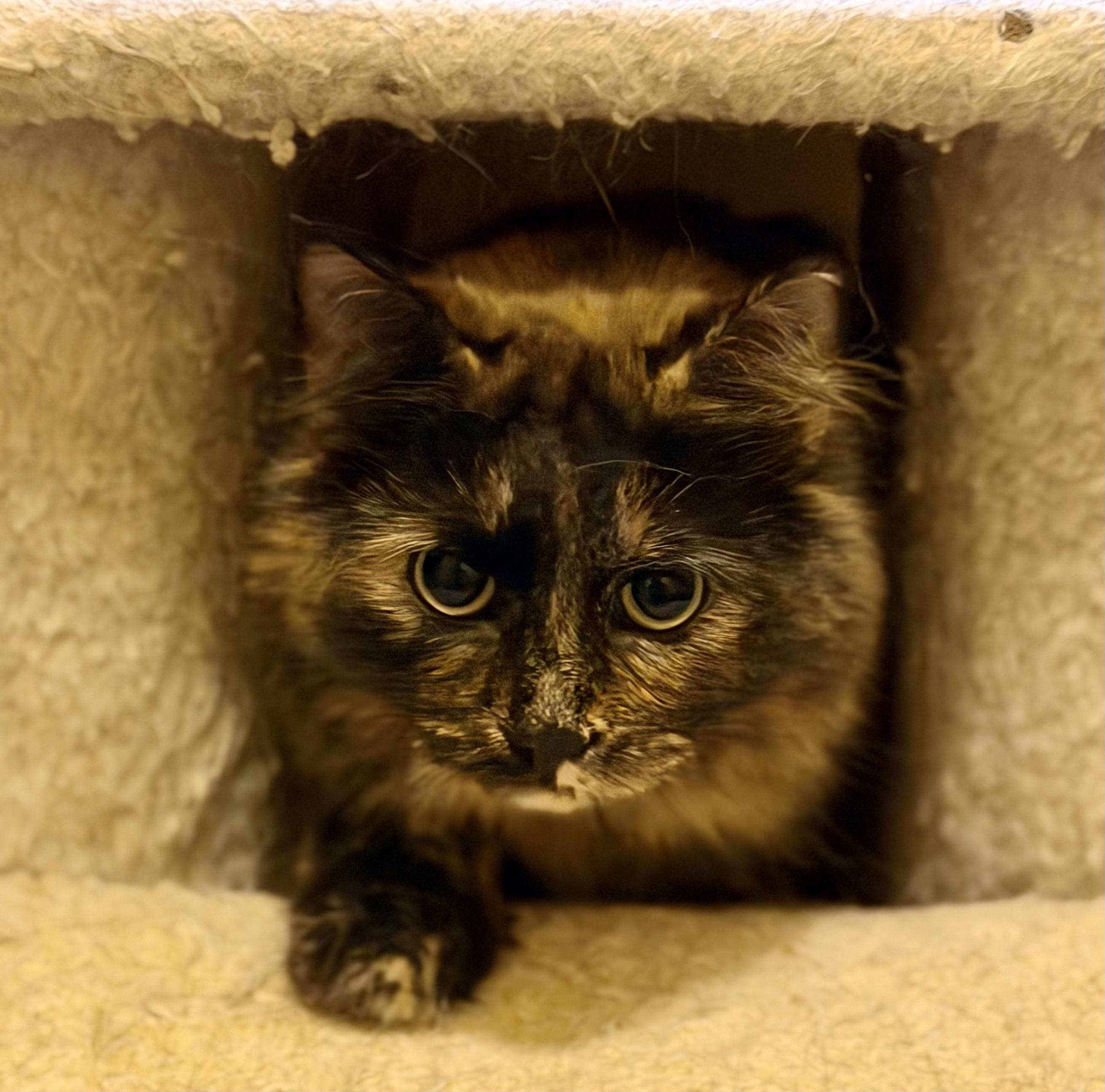 Enlarge Daisy, a Adoptable mixed breed in Plain City, OH image 2/6