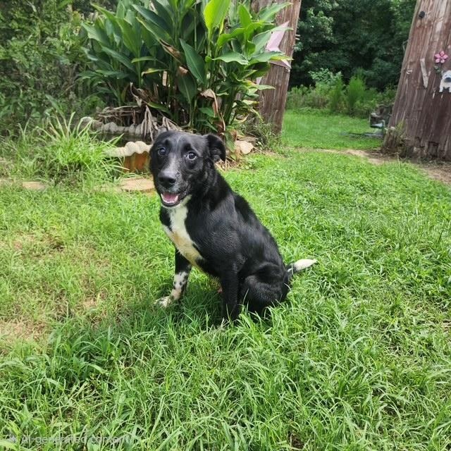 Enlarge Keiko, a ADOPTABLE mixed breed in Manhasset, NY image 6/6