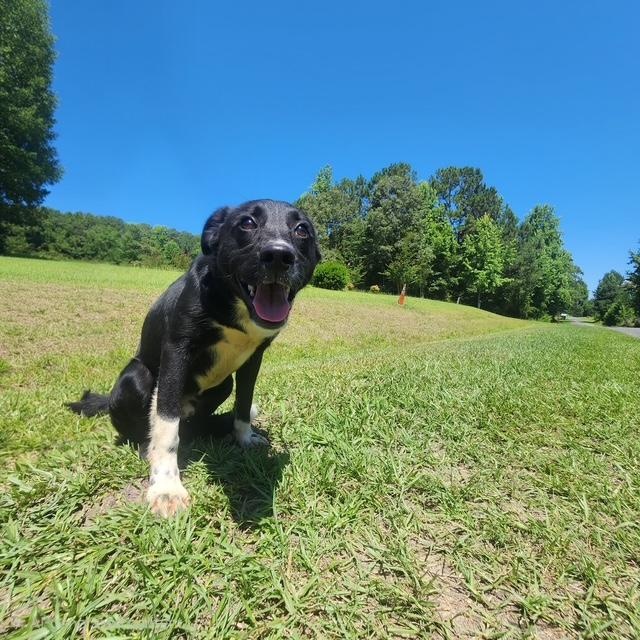 Keiko, ADOPTABLE, Young Male Border Collie & Australian Kelpie.