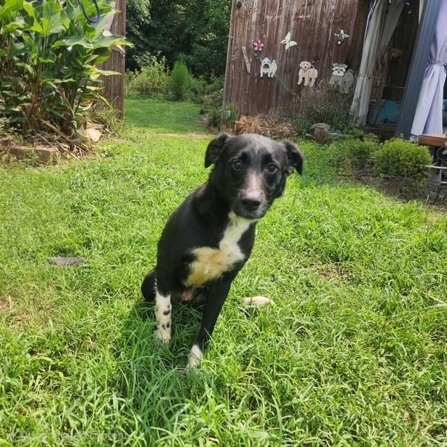 Enlarge Keiko, a ADOPTABLE mixed breed in Manhasset, NY image 2/6
