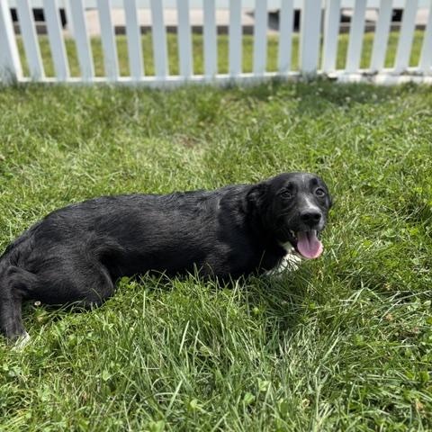 Enlarge Keiko, a ADOPTABLE mixed breed in Manhasset, NY image 5/6