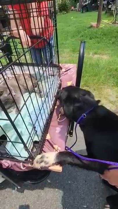 Enlarge Keiko, a ADOPTABLE mixed breed in Manhasset, NY video 3/6