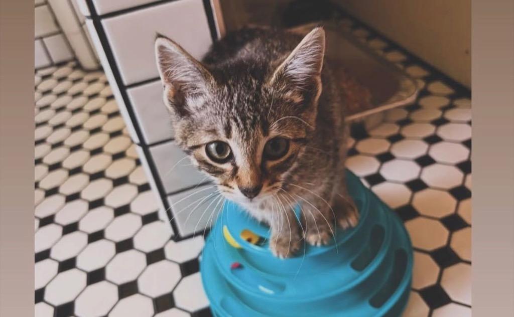Sprinkles, Adoptable, Kitten Male Domestic Short Hair.