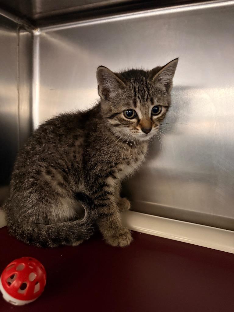 Enlarge Sprinkles, a Adoptable mixed breed in Detroit, MI image 2/2