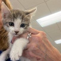 Dexter, Adoptable, Kitten Male Domestic Short Hair.