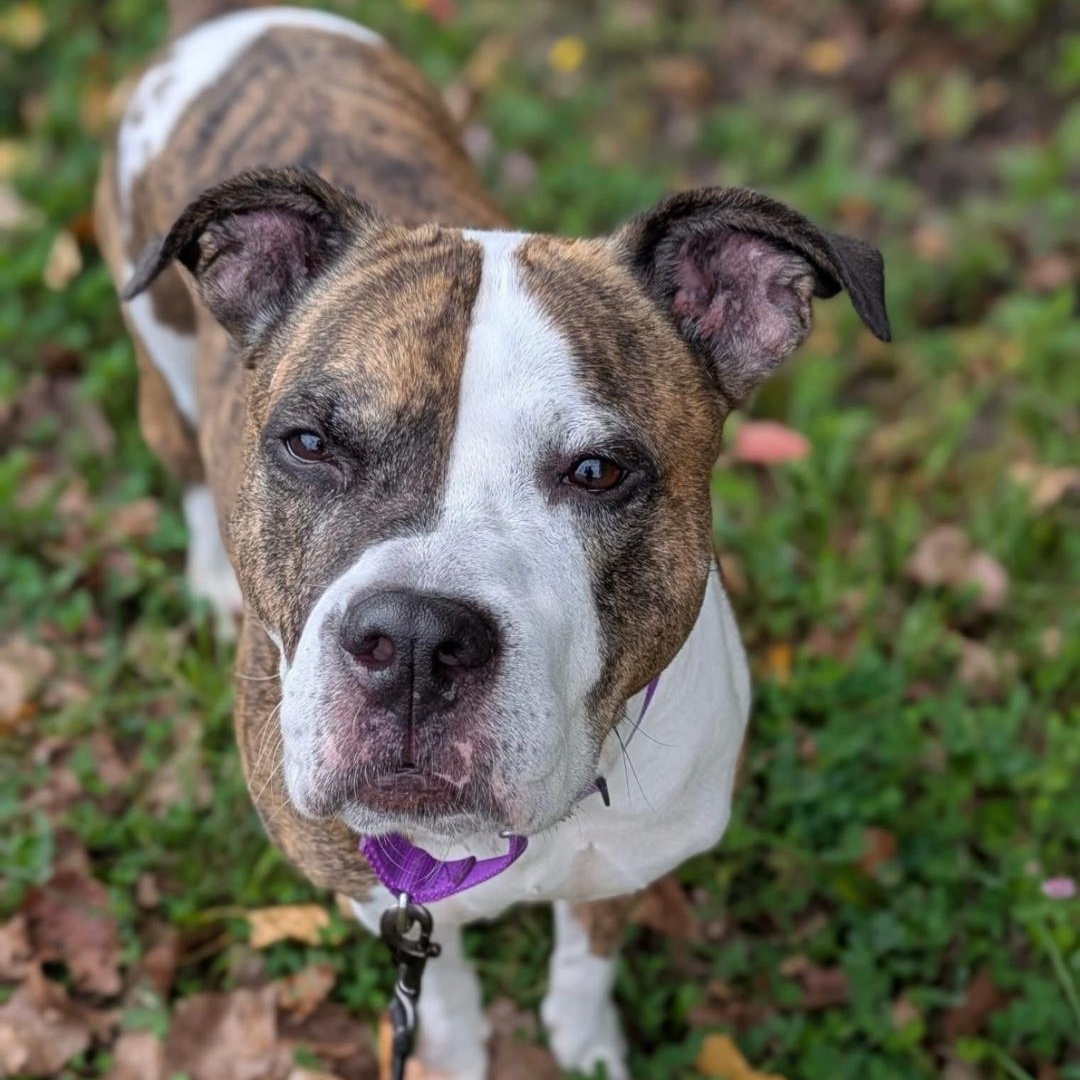 Babe Ruth, a Adoptable mixed breed in Syracuse, NY image 2/2
