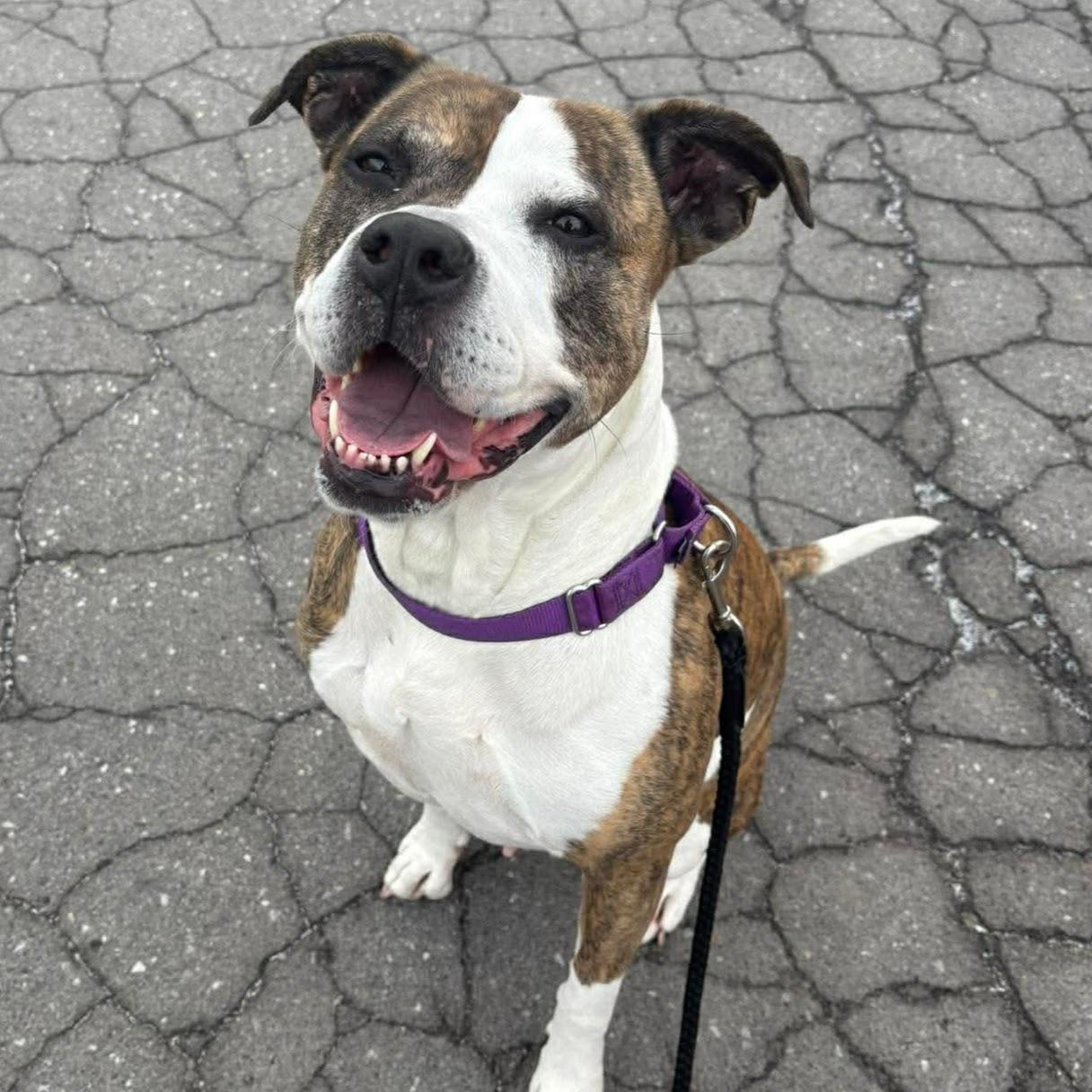 Babe Ruth, Adoptable, Adult Female American Staffordshire Terrier.