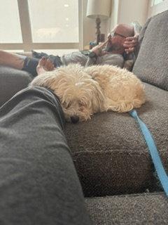 Sunny, Adoptable, Adult Male Havanese.