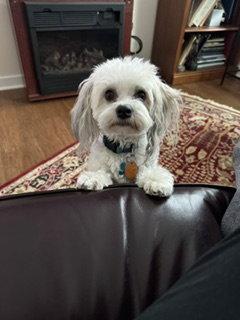 Enlarge Sunny, a Adoptable Havanese in Baltimore, MD image 2/3