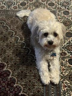 Enlarge Sunny, a Adoptable Havanese in Baltimore, MD image 3/3