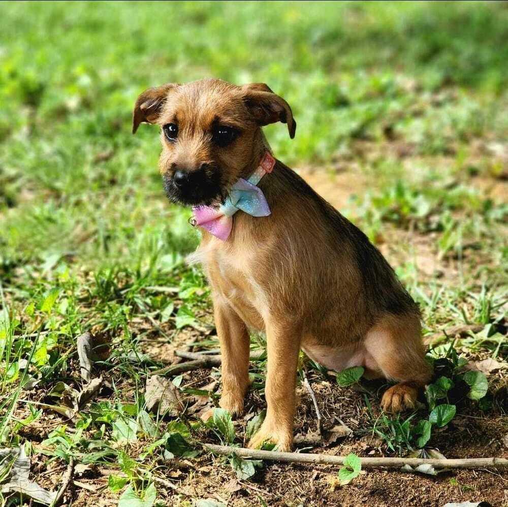 Enlarge June, a Adoptable mixed breed in Kennesaw, GA image 1/4