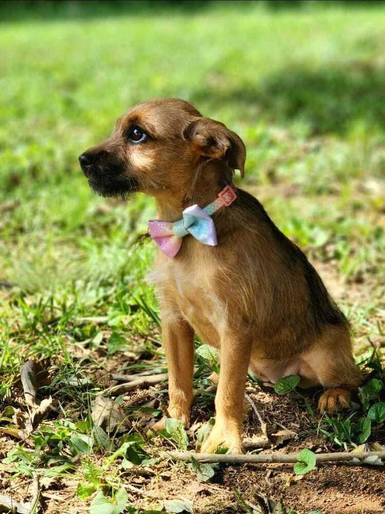 Enlarge June, a Adoptable mixed breed in Kennesaw, GA image 2/4