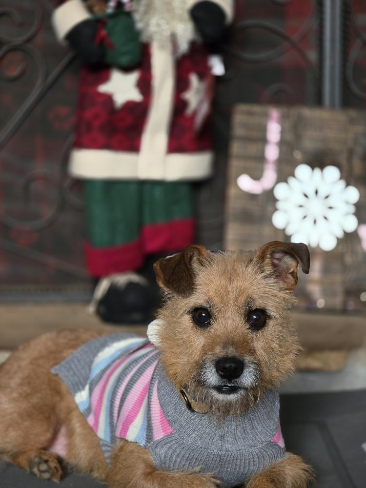 Enlarge June, a Adoptable mixed breed in Kennesaw, GA image 3/4