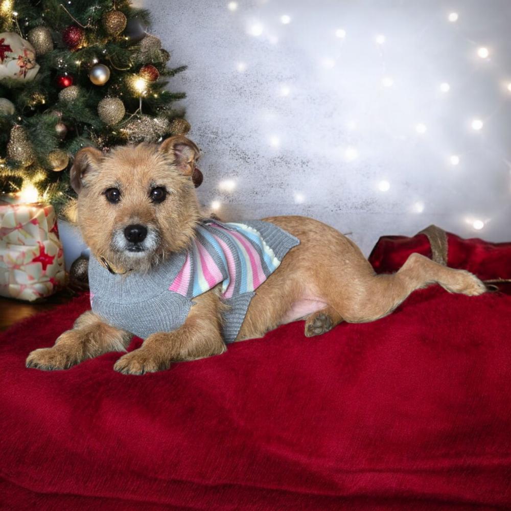 Enlarge June, a Adoptable mixed breed in Kennesaw, GA image 4/4