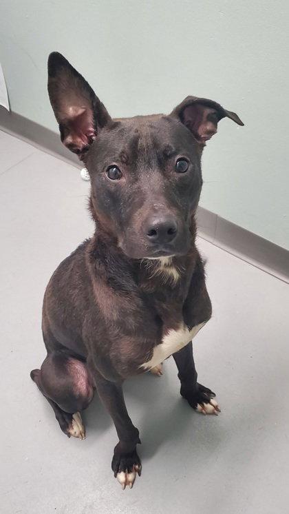 Enlarge Dobby (6973), a Adoptable Pit Bull Terrier in Lake City, MI image 1/1