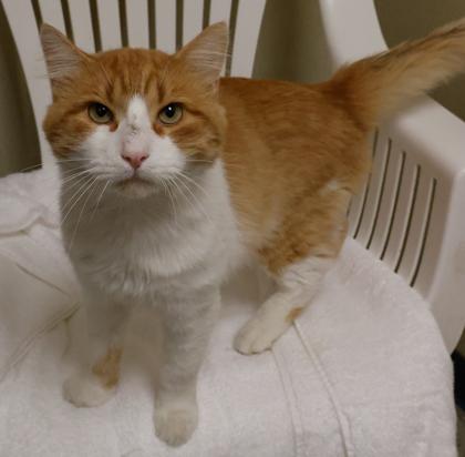 Muffy, Adoptable, Adult Male Domestic Medium Hair & Domestic Short Hair.
