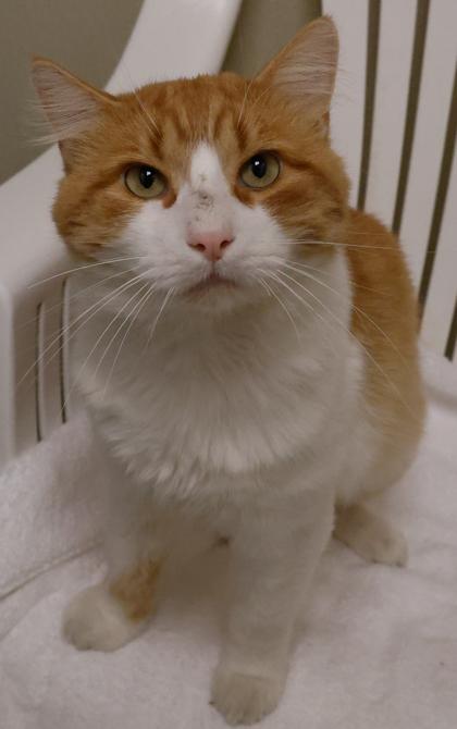 Enlarge Muffy, a Adoptable mixed breed in Baraboo, WI image 2/3