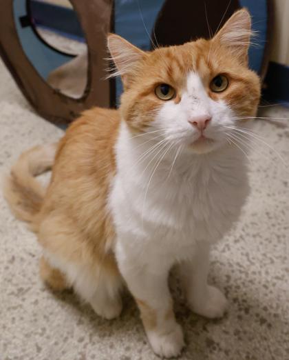 Enlarge Muffy, a Adoptable mixed breed in Baraboo, WI image 3/3