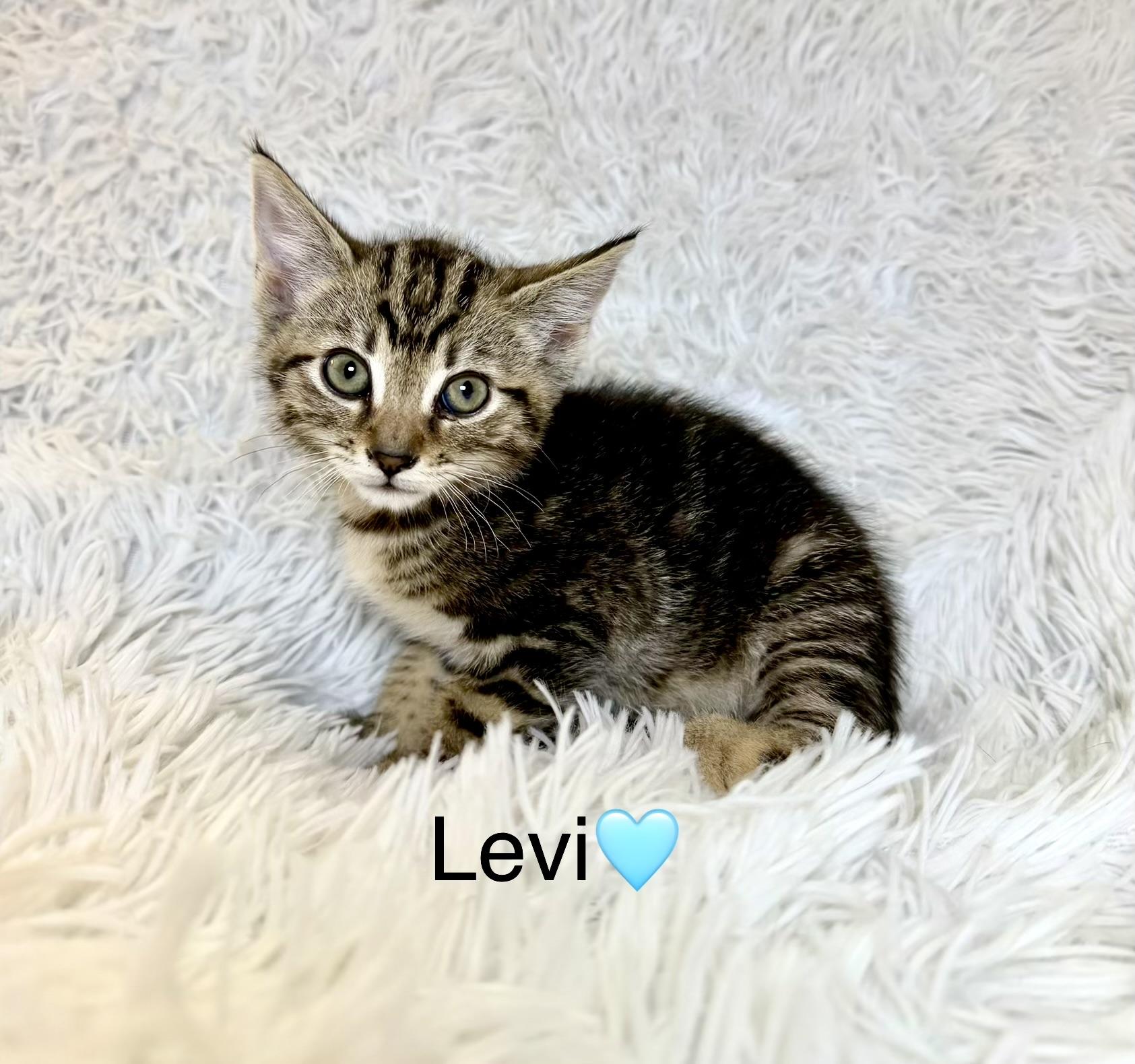 Levi, ADOPTABLE, Kitten Male Tabby.
