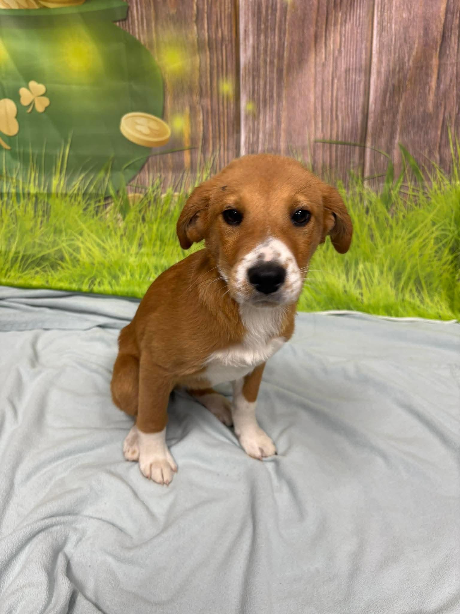 LISA, ADOPTABLE, Puppy Female Beagle.