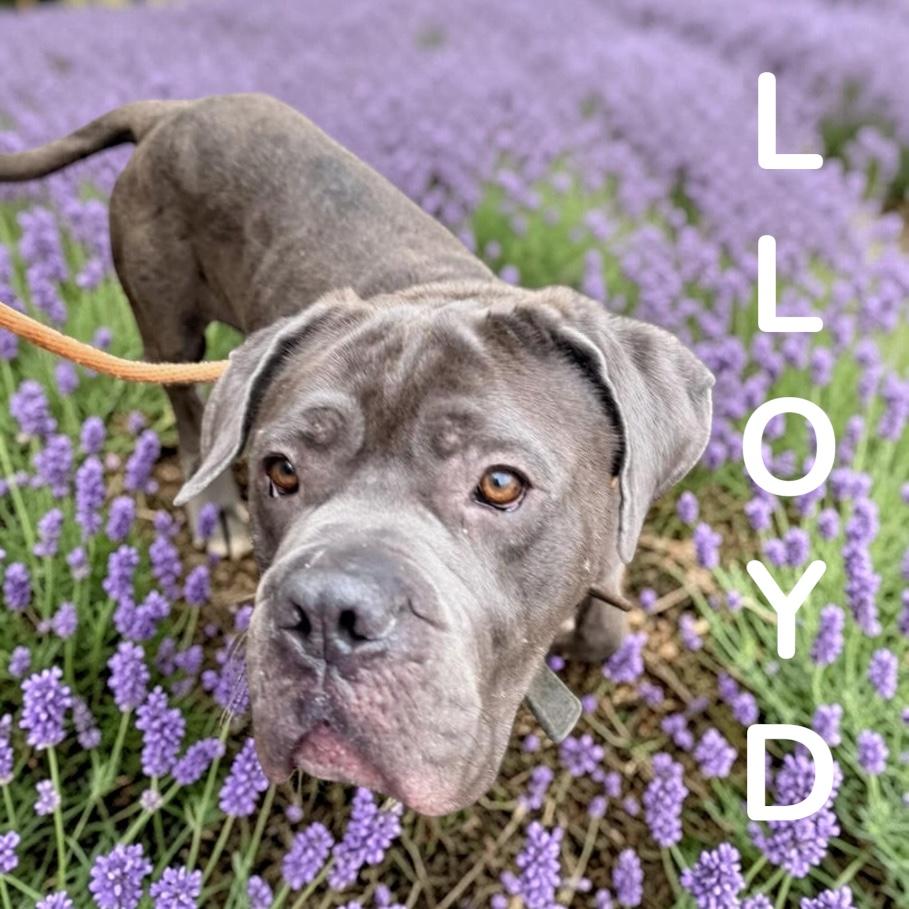 Enlarge Lloyd, a ADOPTABLE Cane Corso in McKeesport, PA image 1/6