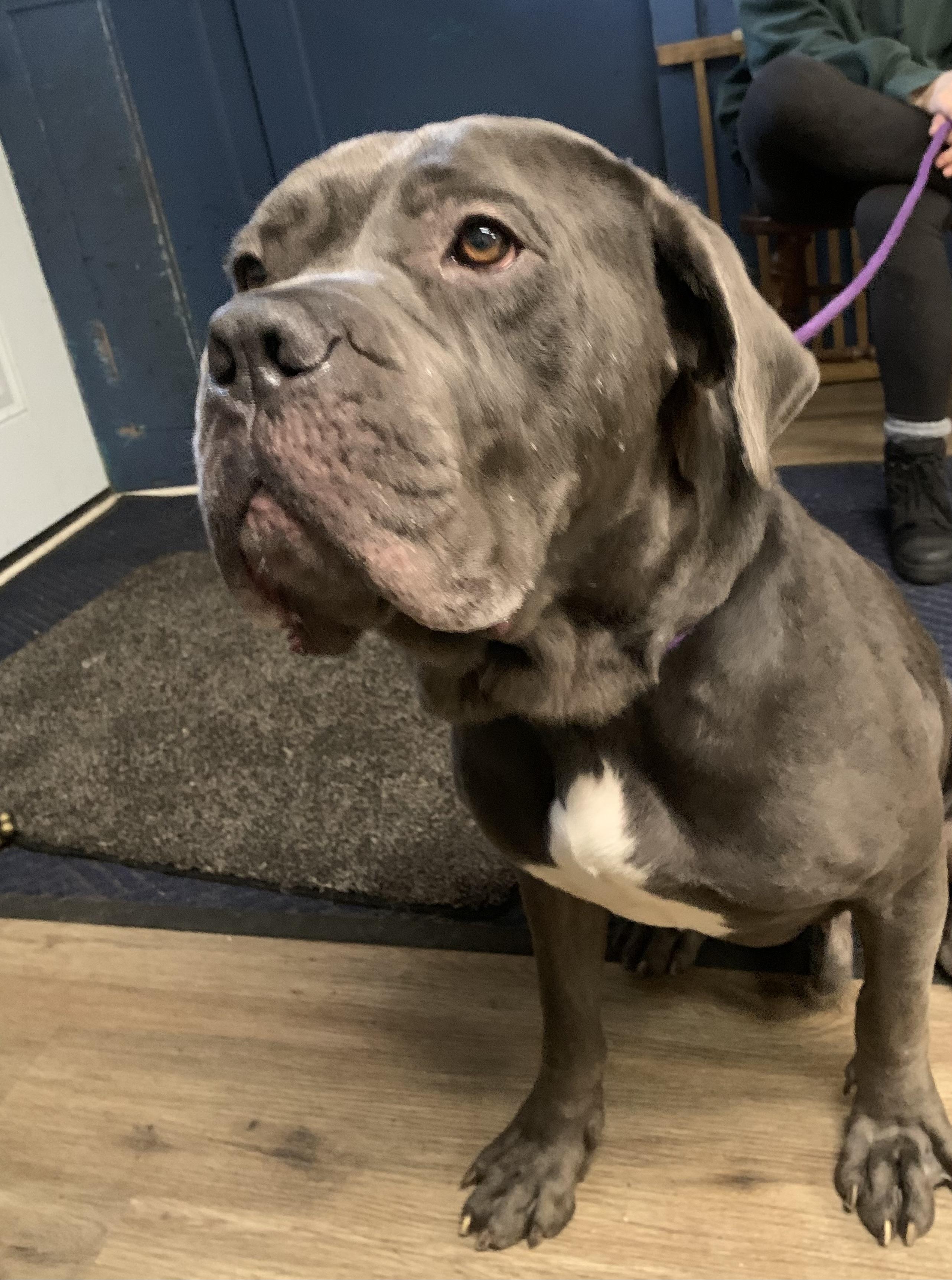 Enlarge Lloyd, a ADOPTABLE Cane Corso in McKeesport, PA image 3/6