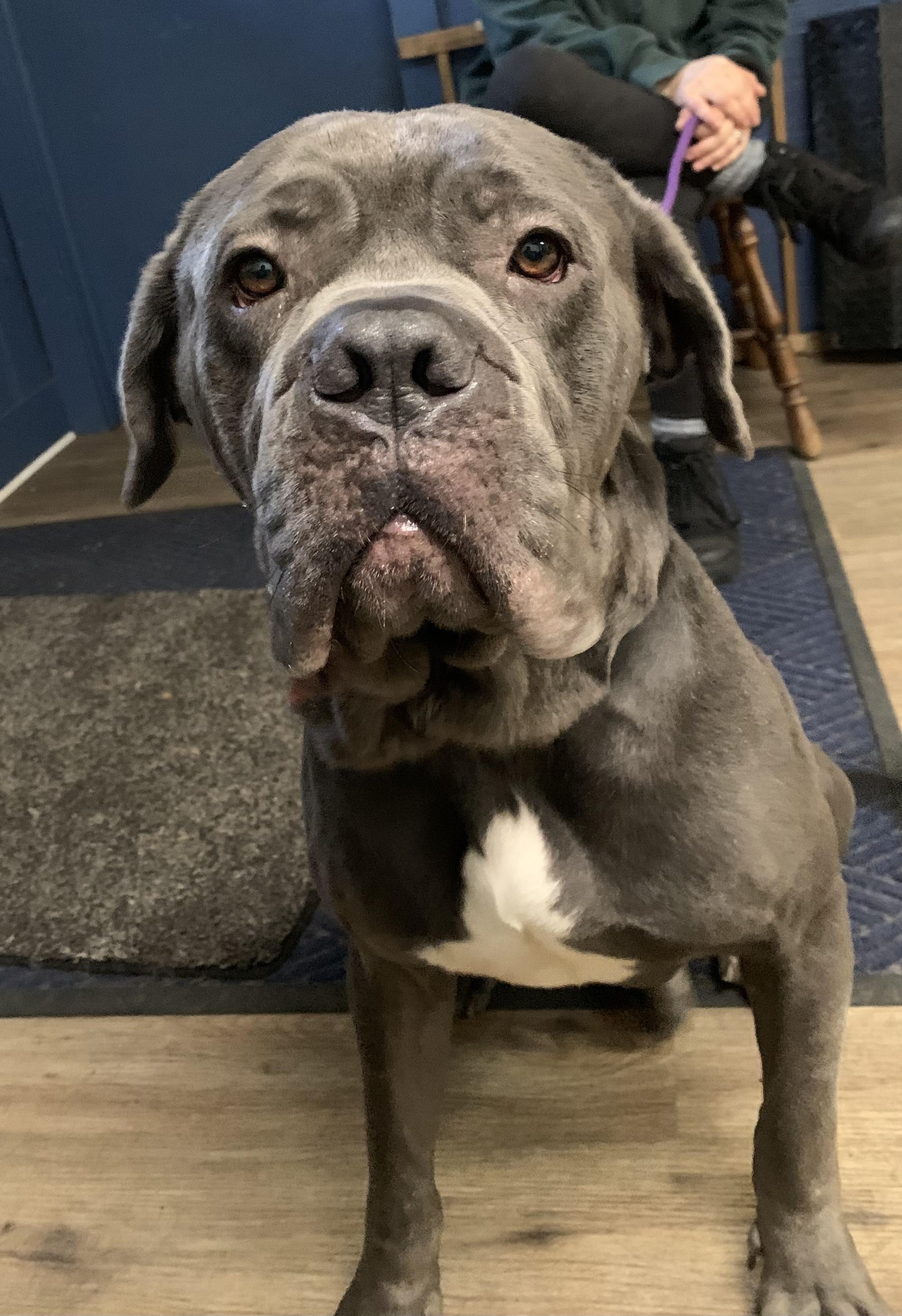 Enlarge Lloyd, a ADOPTABLE Cane Corso in McKeesport, PA image 6/6