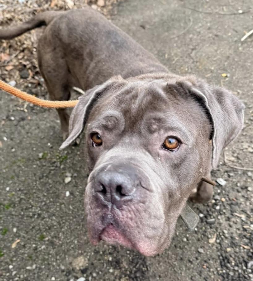 Enlarge Lloyd, a ADOPTABLE Cane Corso in McKeesport, PA image 2/6