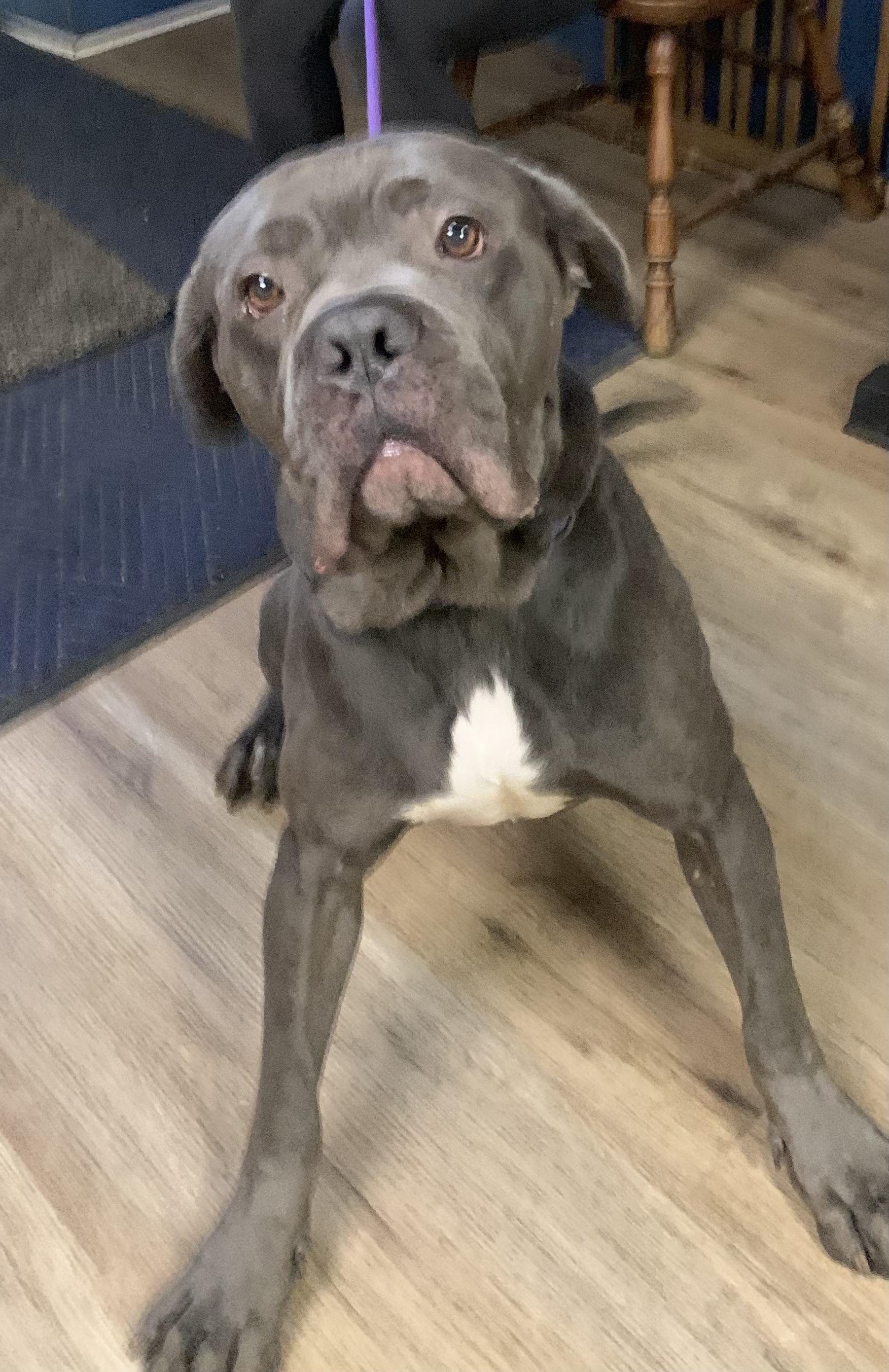 Enlarge Lloyd, a ADOPTABLE Cane Corso in McKeesport, PA image 4/6