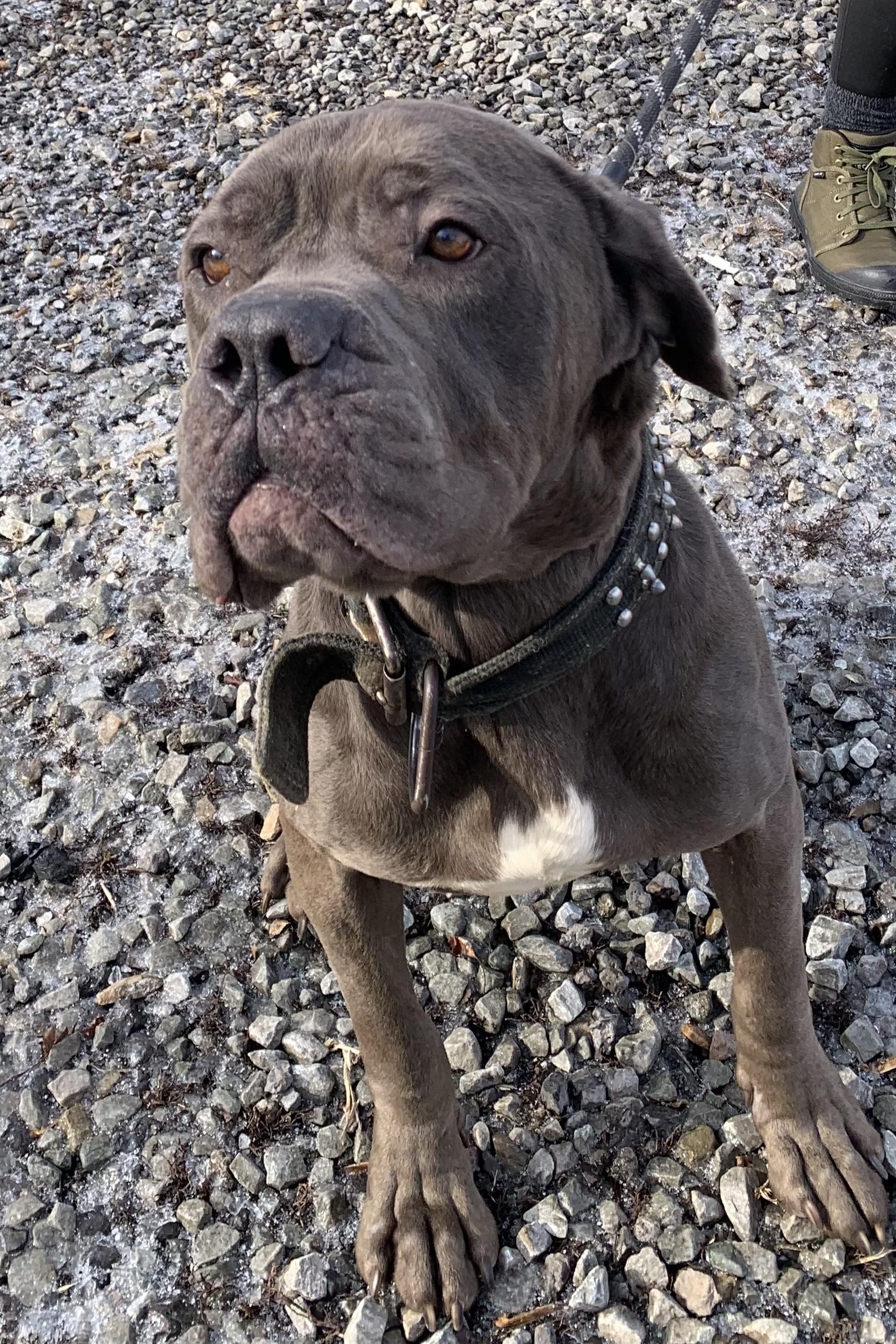 Lloyd, a ADOPTABLE Cane Corso in McKeesport, PA image 4/6