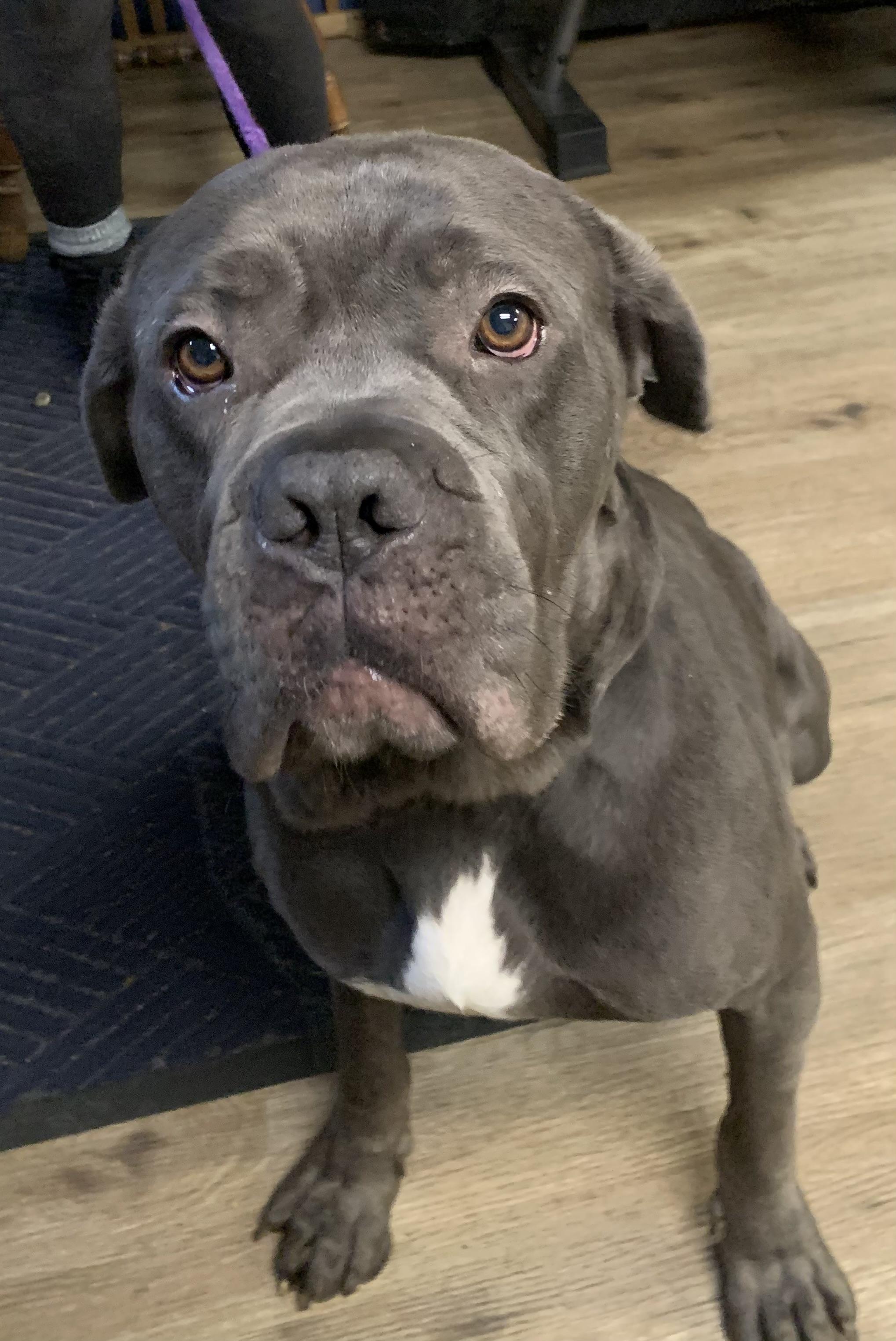 Enlarge Lloyd, a ADOPTABLE Cane Corso in McKeesport, PA image 5/6