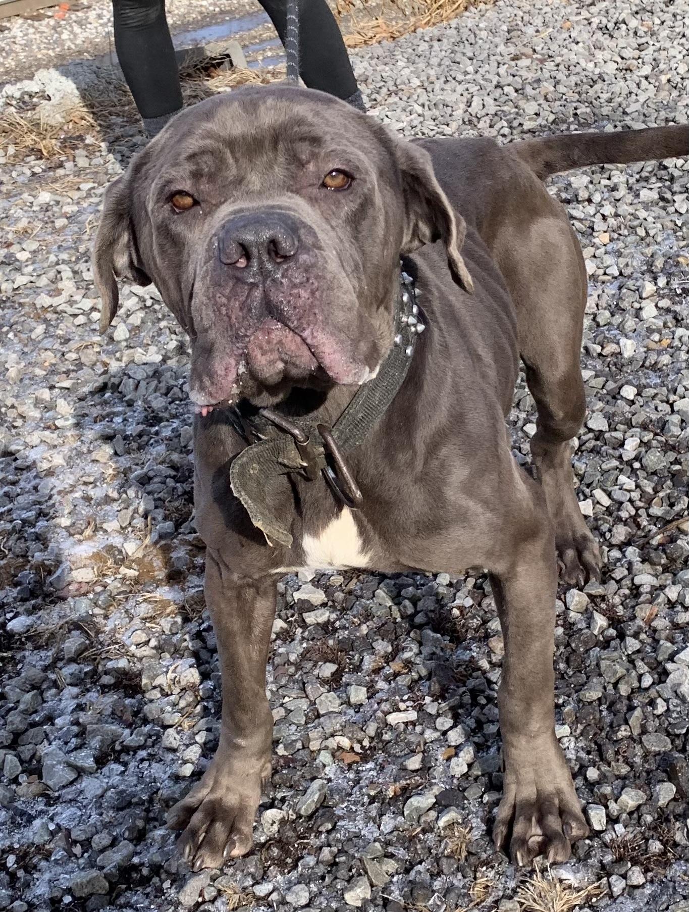 Lloyd, a ADOPTABLE Cane Corso in McKeesport, PA image 2/6