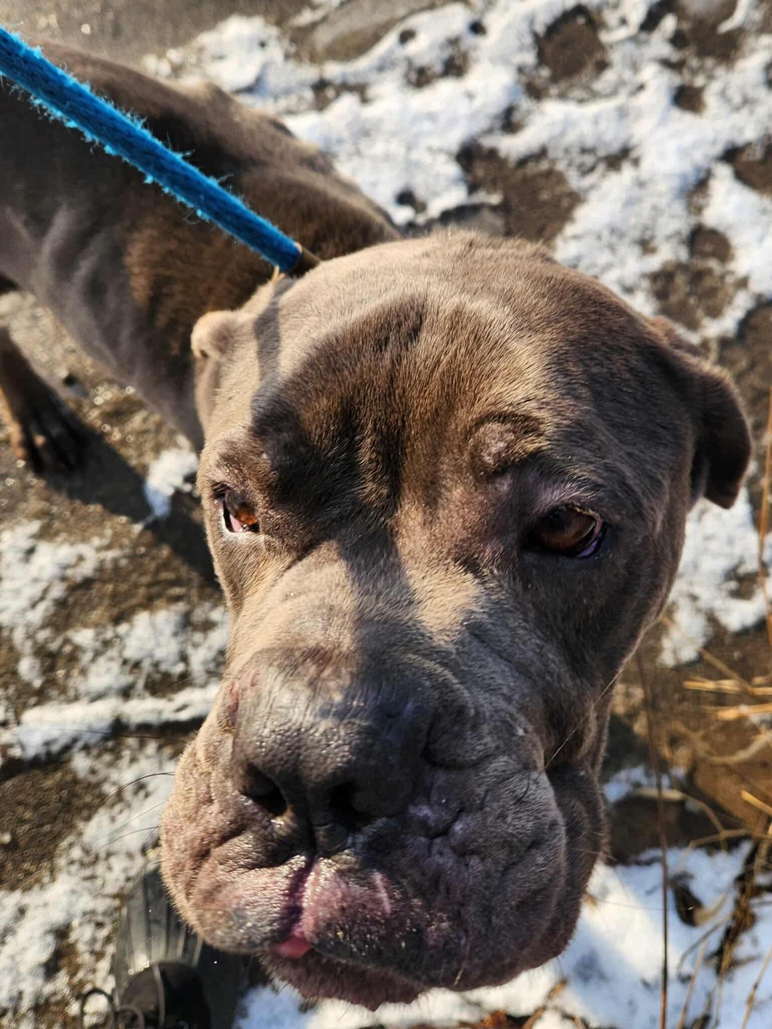Enlarge Lloyd, a ADOPTABLE Mixed Breed in McKeesport, PA image 2/4