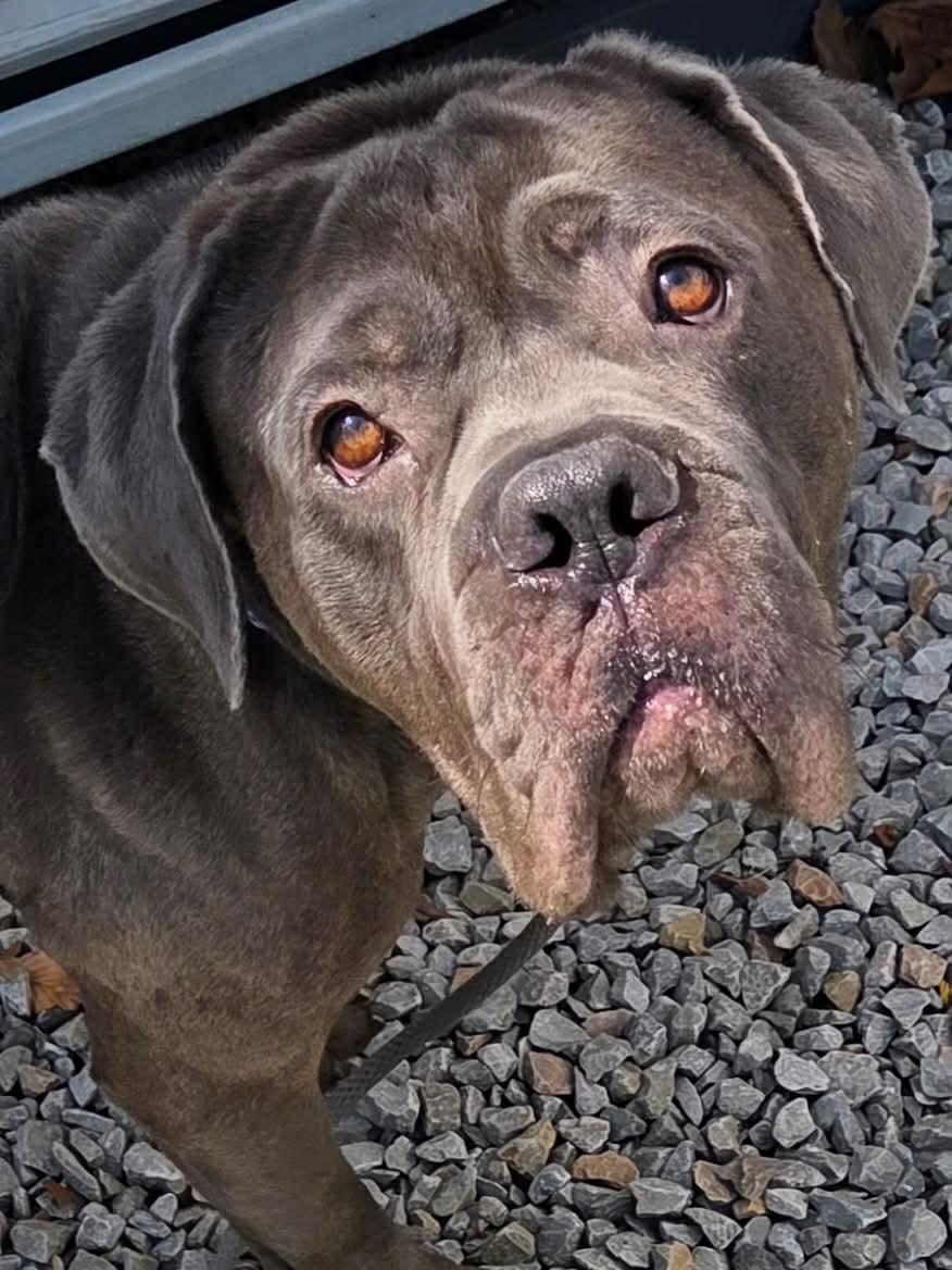 Enlarge Lloyd, a ADOPTABLE Cane Corso in McKeesport, PA image 1/6