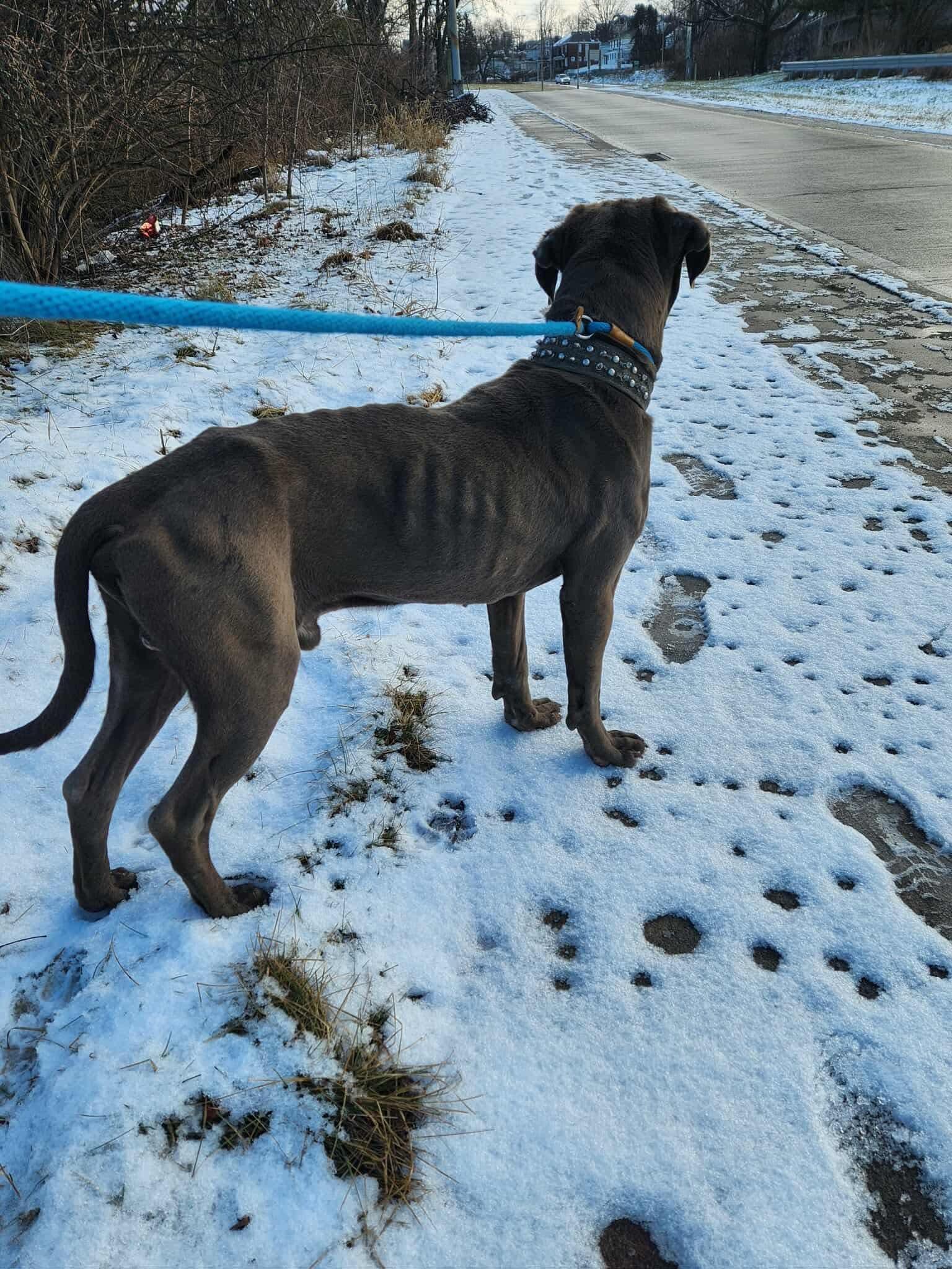 Enlarge Lloyd, a ADOPTABLE Mixed Breed in McKeesport, PA image 4/4