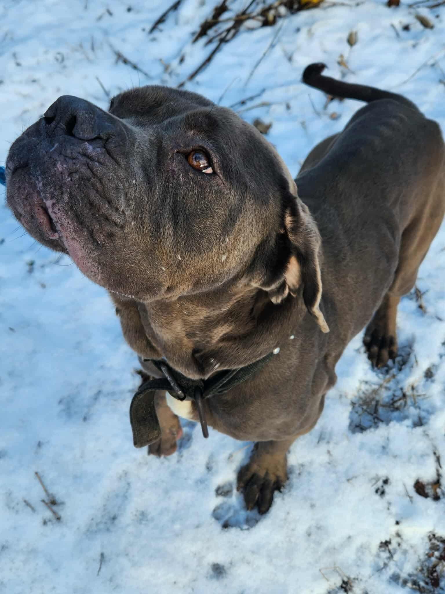 Lloyd, ADOPTABLE, Adult Male Mixed Breed.