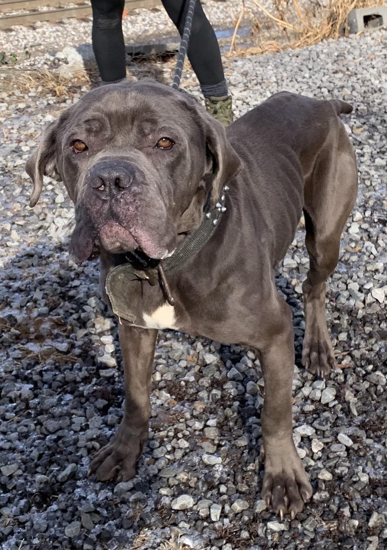 Lloyd, a ADOPTABLE Cane Corso in McKeesport, PA image 6/6