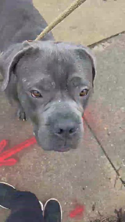 Enlarge Lloyd, a ADOPTABLE Cane Corso in McKeesport, PA video 6/6
