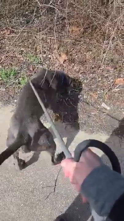 Enlarge Lloyd, a ADOPTABLE Cane Corso in McKeesport, PA video 6/6