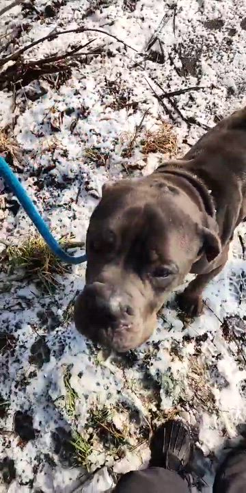 Enlarge Lloyd, a ADOPTABLE Mixed Breed in McKeesport, PA video 1/4