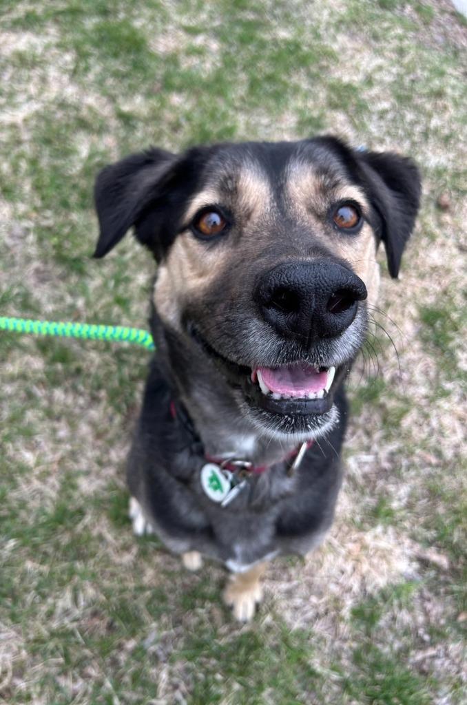 Enlarge Hans, a Adoptable mixed breed in North Syracuse, NY image 1/6