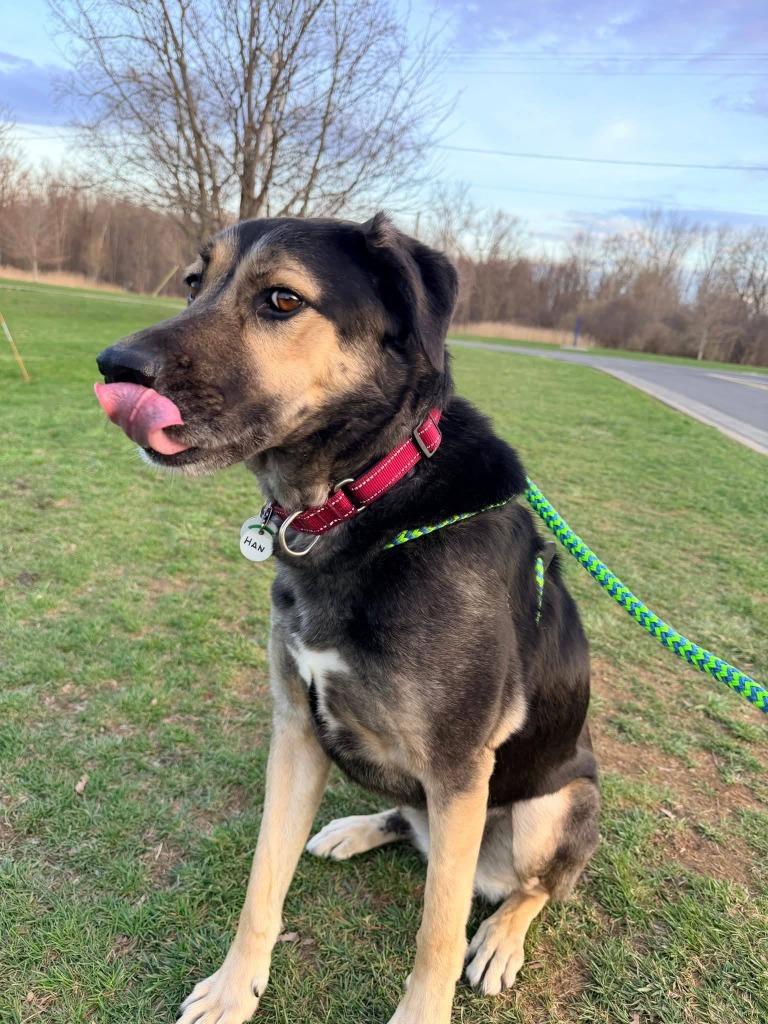 Enlarge Hans, a Adoptable mixed breed in North Syracuse, NY image 2/6